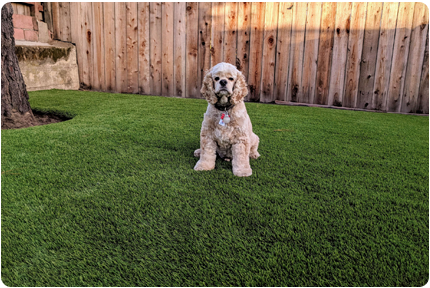 pet friendly synthetic grass installation Burlingame