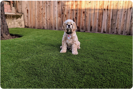 pet friendly synthetic grass installation Sonoma artificial turf