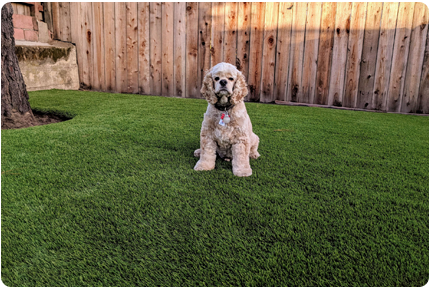 The Bay Area's Synthetic Turf Experts