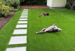 Two dogs relaxing on a turf and paver pathway